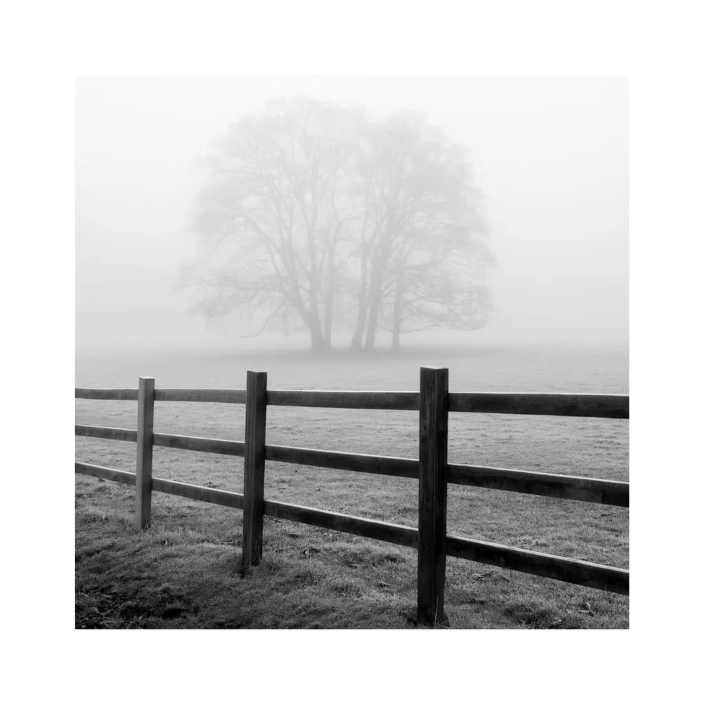 Whispers of Fog: A Serene Monochrome Landscape with Tree and Fence