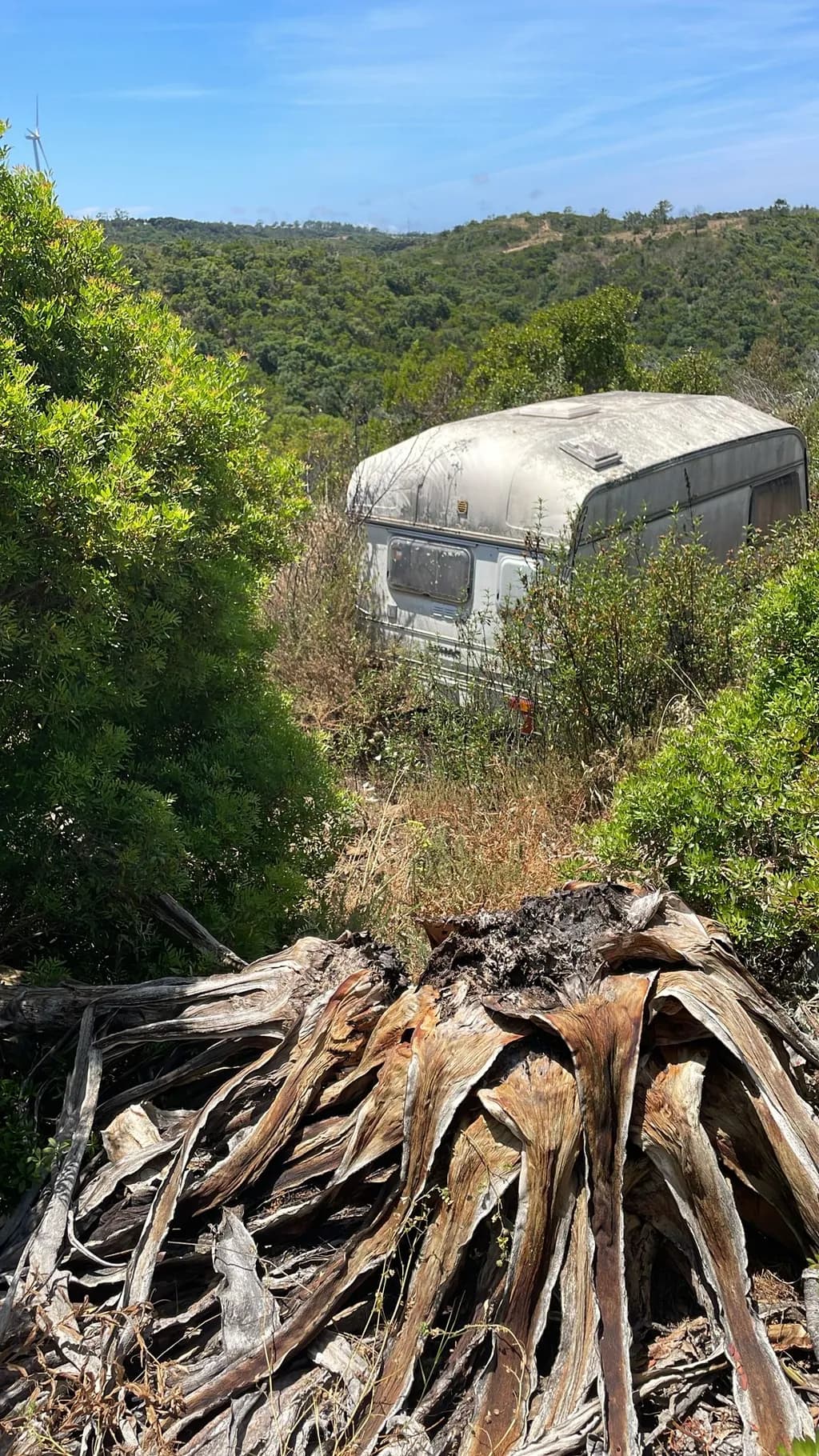 Whispers of Abandonment: A Forgotten Caravan Amidst Nature's Embrace