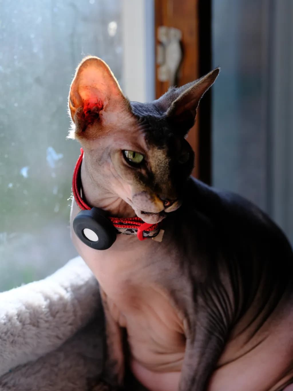 Whiskered Whimsy: A Sphynx Cat's Serene Gaze by the Window