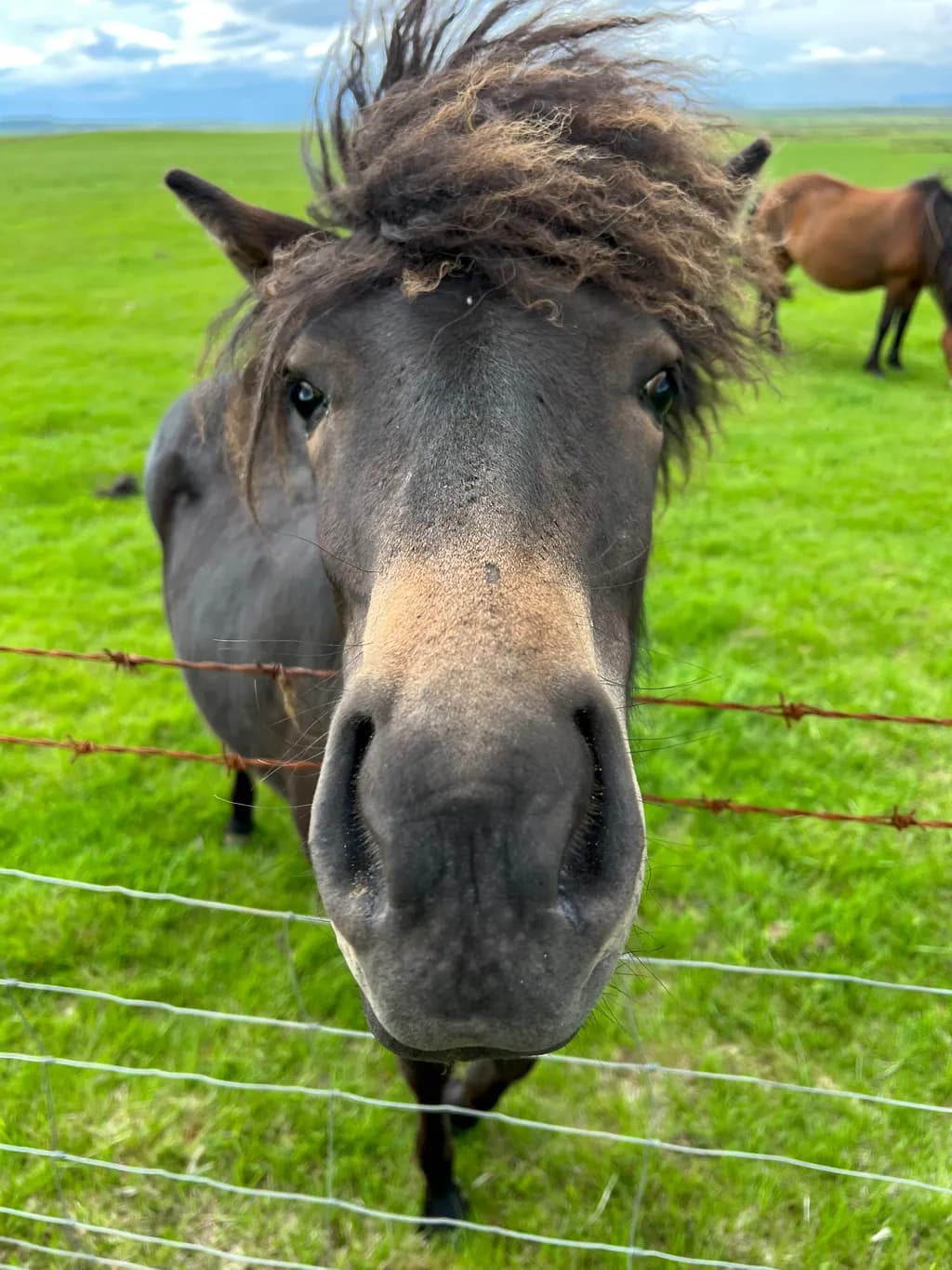 Curious Equine: A Close-Up Encounter in the Green Field