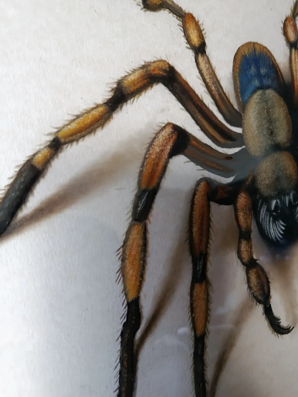 Tarantula Close-up