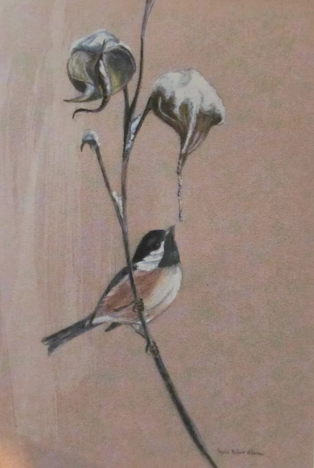 Chickadee and Cotton Flowers