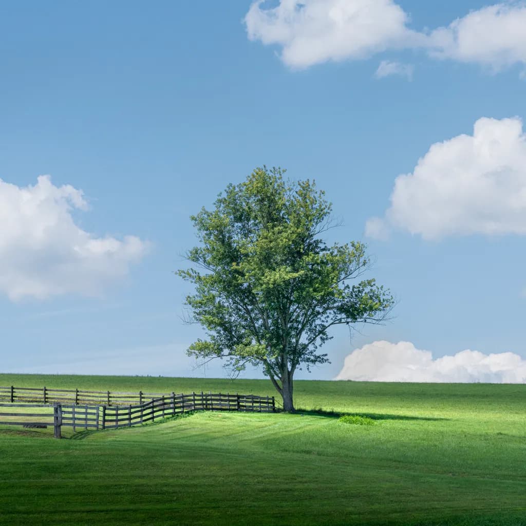 Serenity in Green: A Lone Tree Beneath a Vast Sky