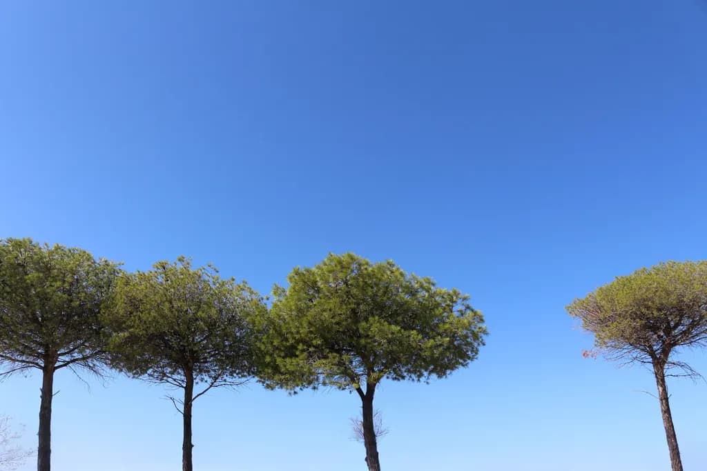Whispers of Nature: Three Trees Beneath a Boundless Sky