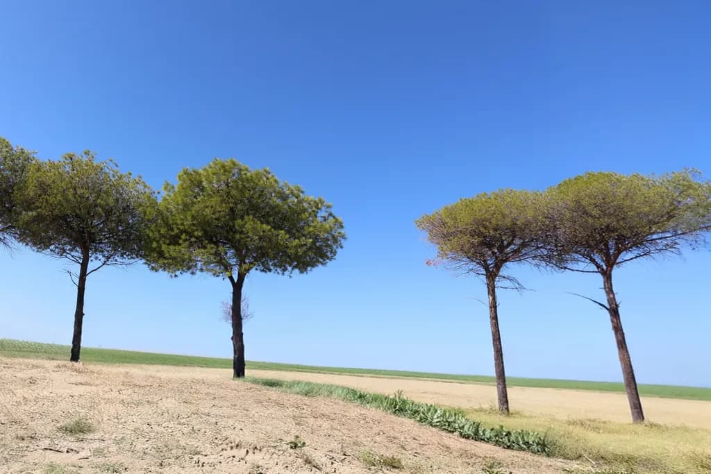 Whispers of Nature: Three Trees Beneath a Vast Blue Sky
