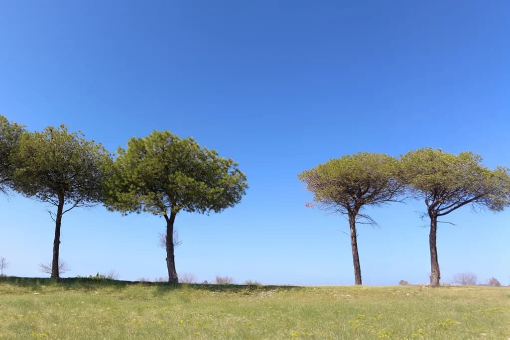 Whispers of Nature: A Tranquil Landscape Beneath the Blue Sky