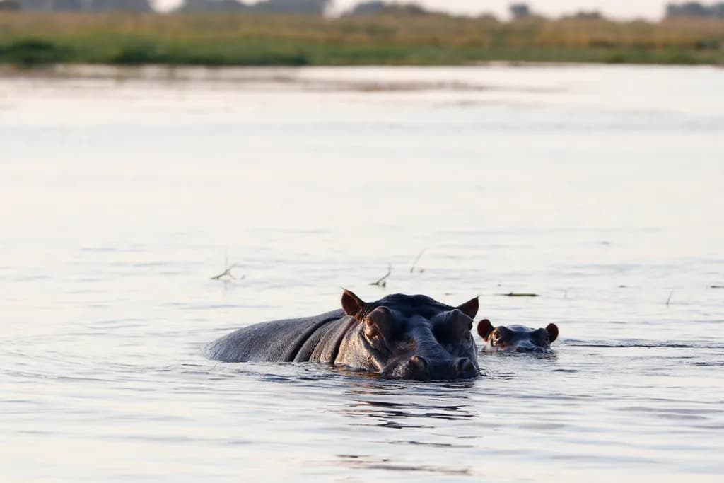 Serene Swimmers: A Hippo and Calf in Tranquil Waters