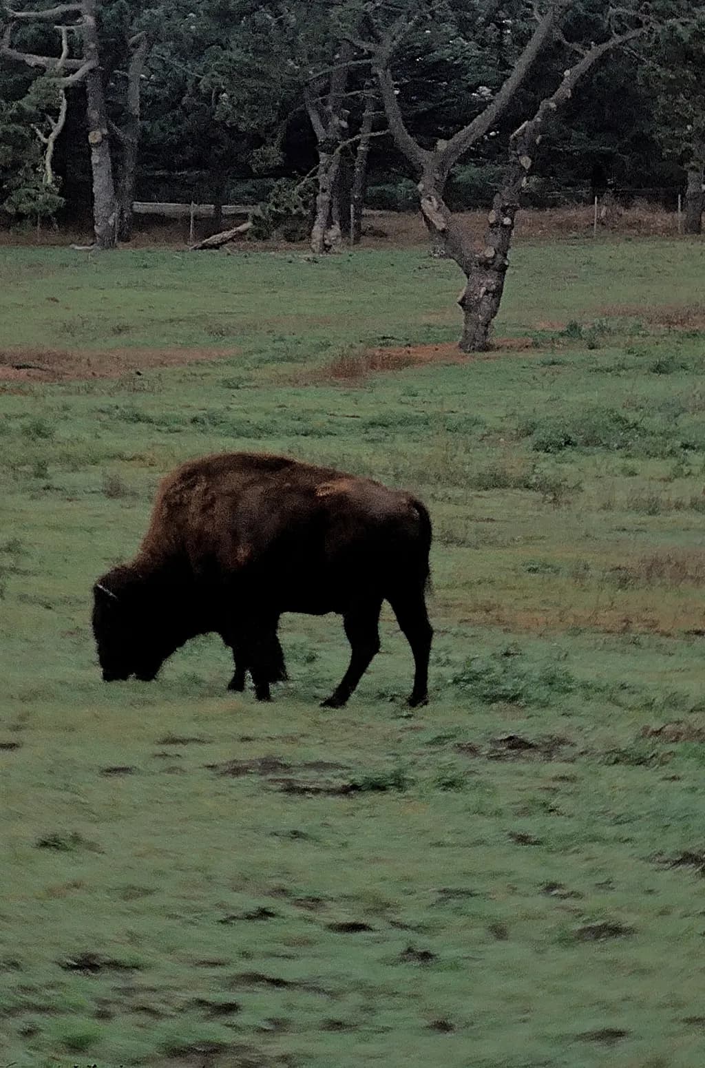 Lone Grazer