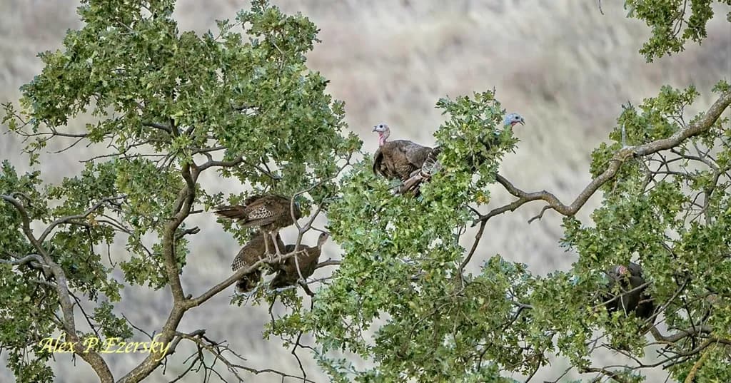 High Branch Assembly