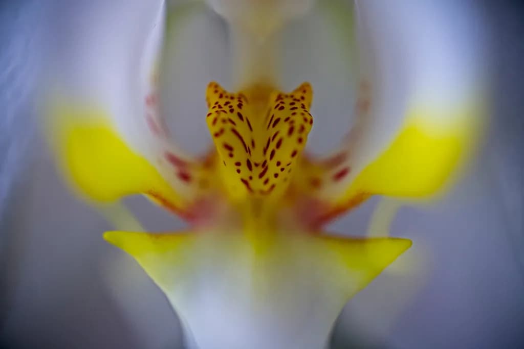 Orchid Dreams in Yellow and White