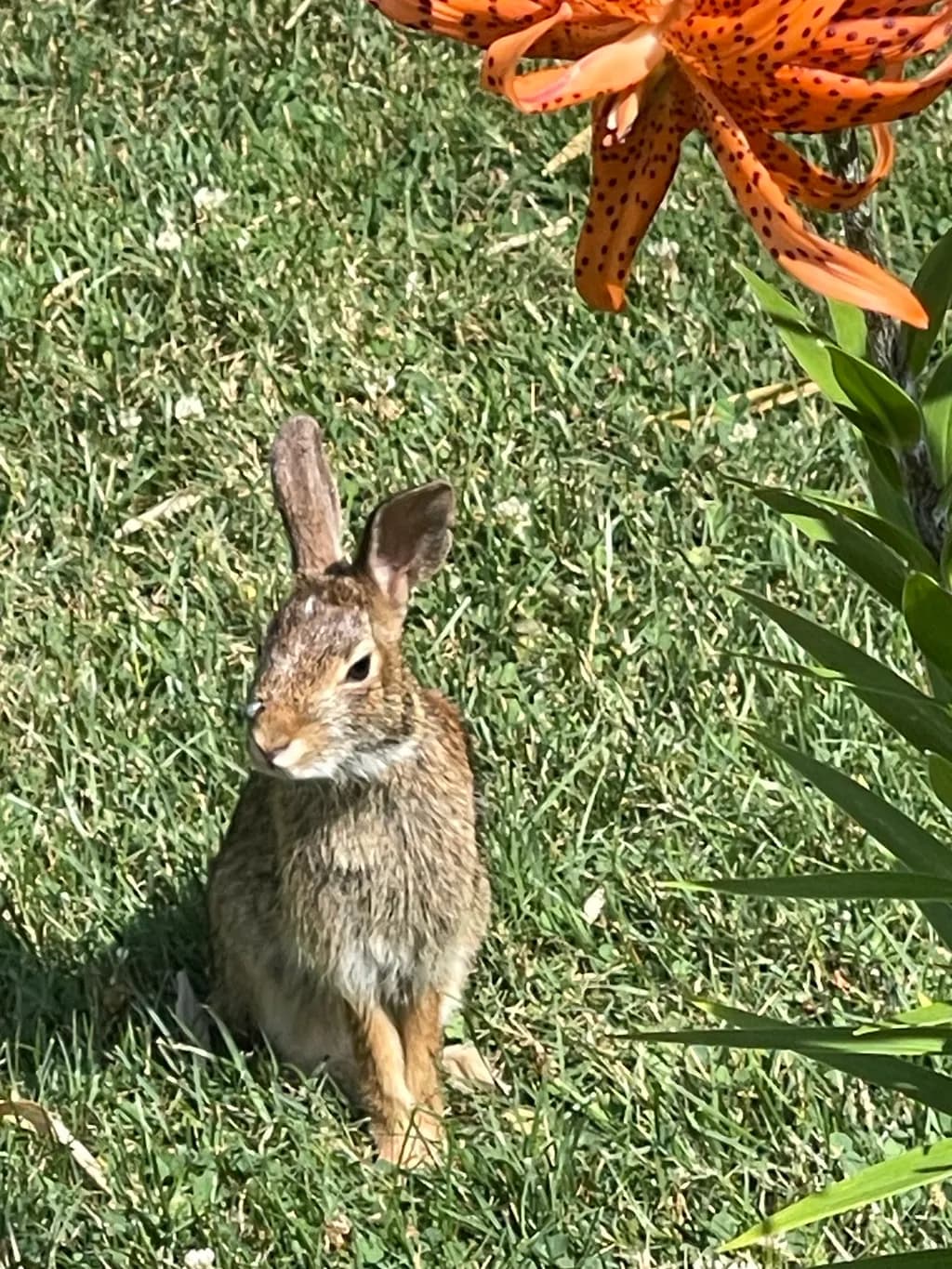 Rabbit in Grass with Lily