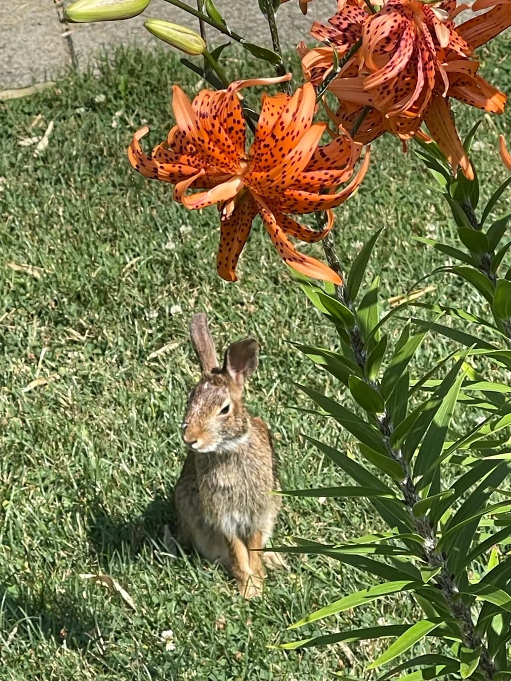 Tiger Lily and Rabbit