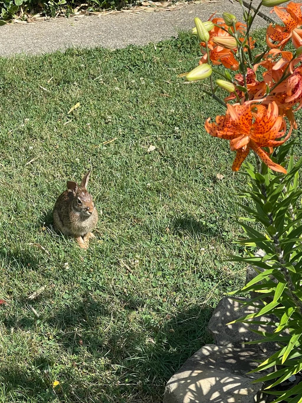 Rabbit in Grass with Orange Lilies