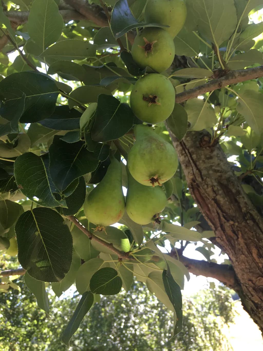 Pears on Branch