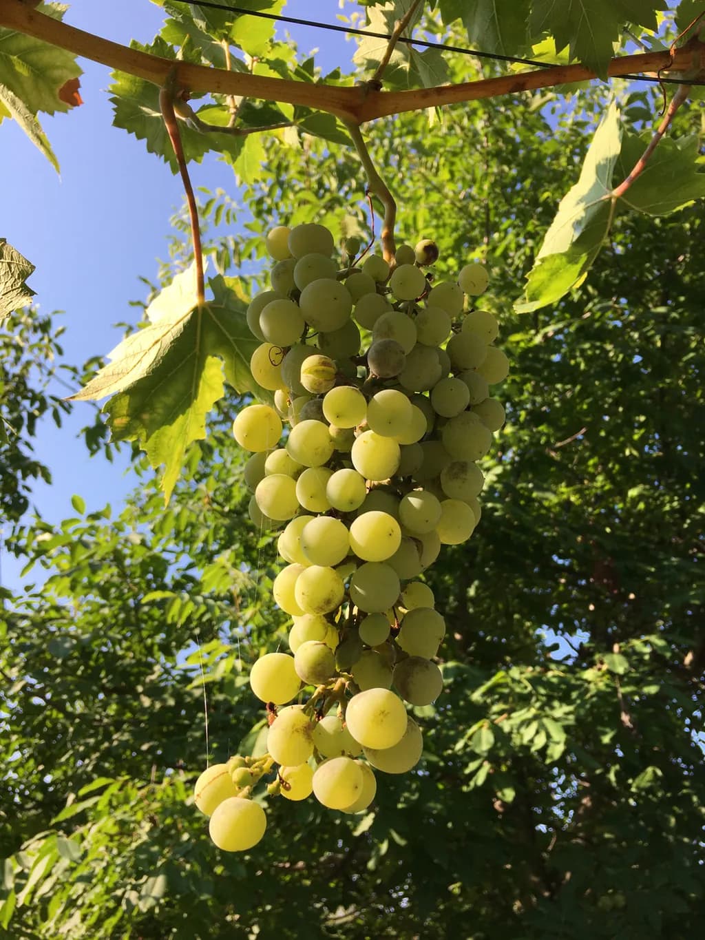 Sunlit Grapes