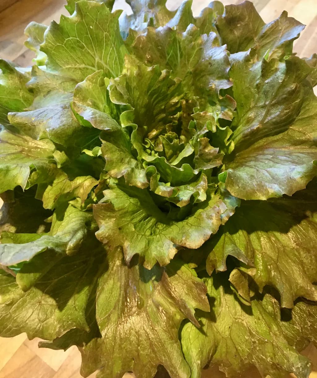 Lettuce Leaf Cluster