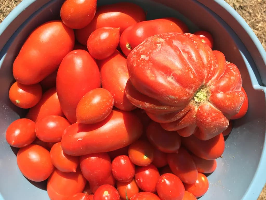 Tomatoes Collection
