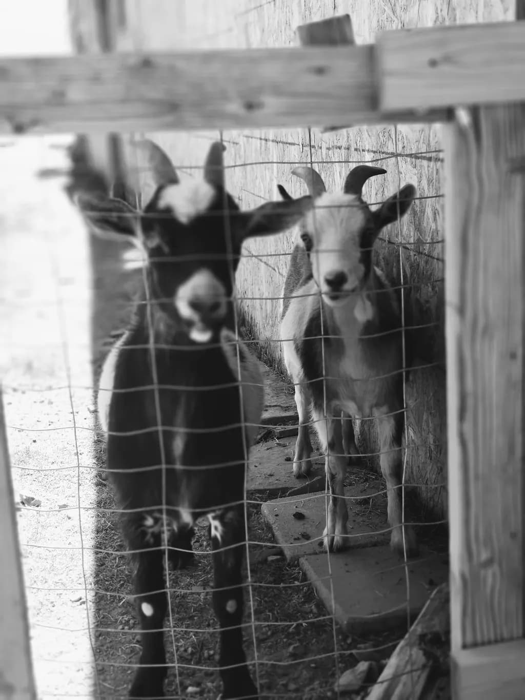 Whimsical Encounters: Two Goats Behind the Fence in Monochrome Serenity