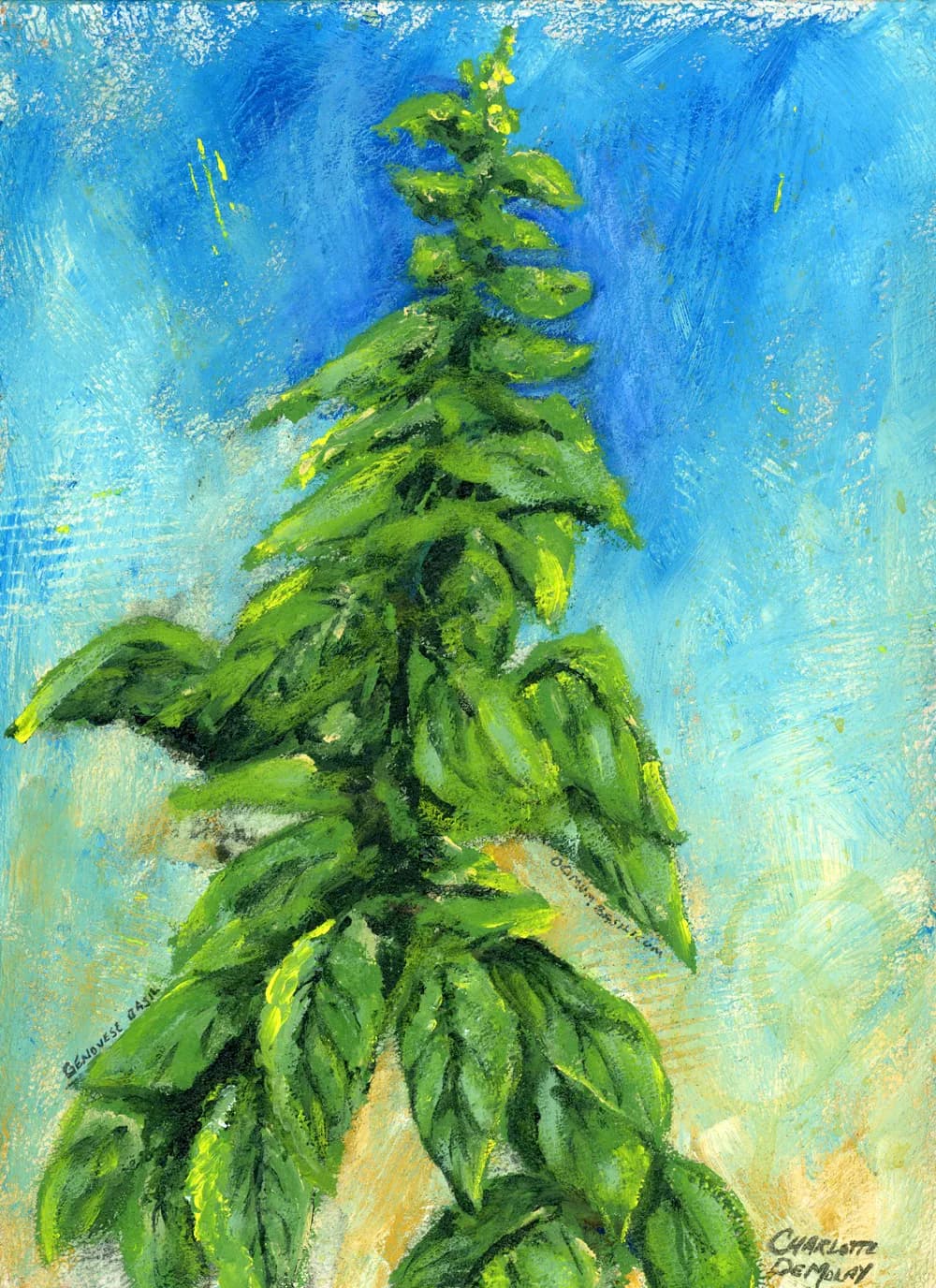 Italian Basil