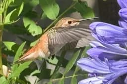 Hummingbird in Flight