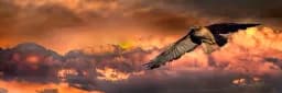 Hawk After Storm