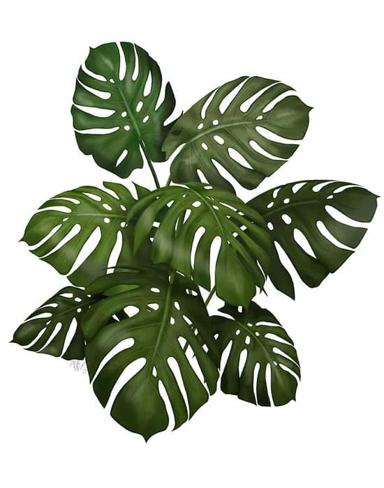 Lush Green Symphony: A Botanical Dance of Monstera Leaves