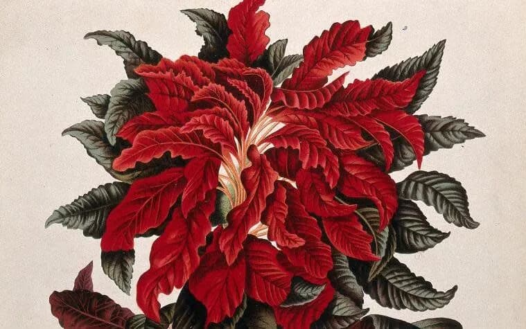 Vibrant Red Botanical Symphony: A Floral Dance of Leaves and Petals
