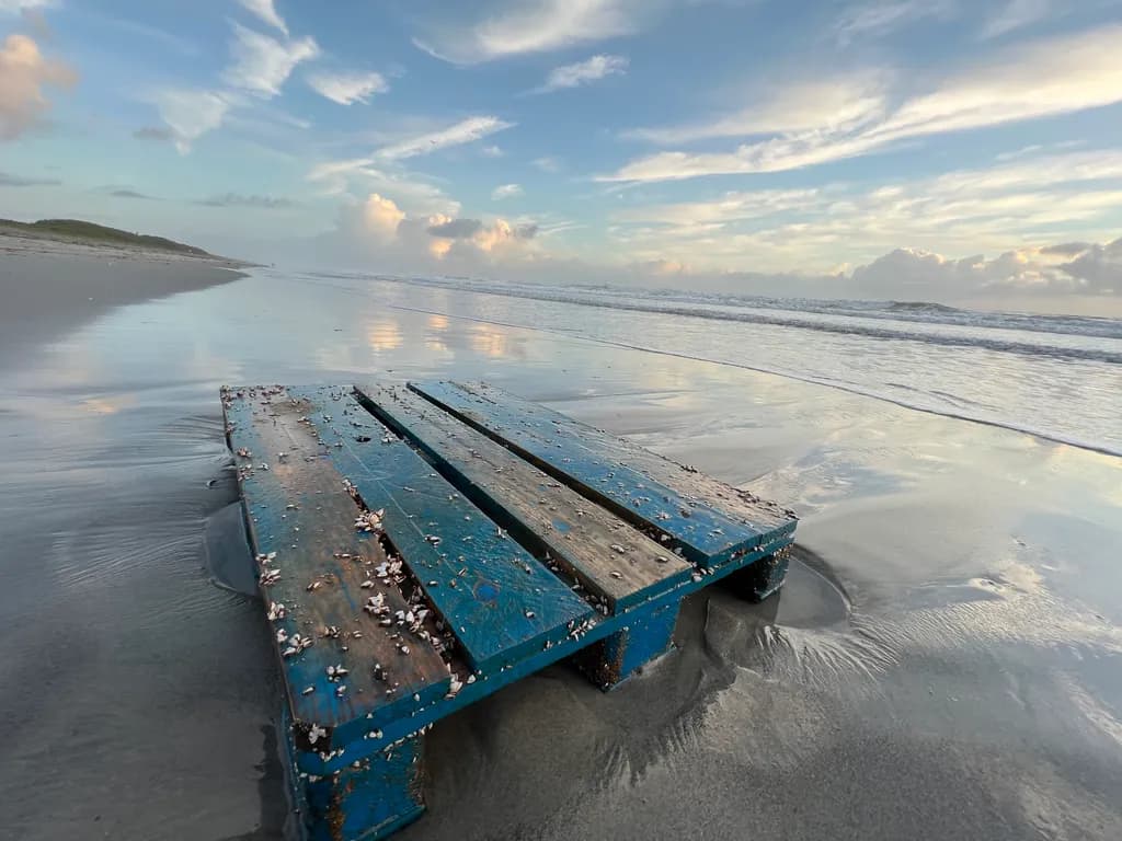 Reflections on the Shore