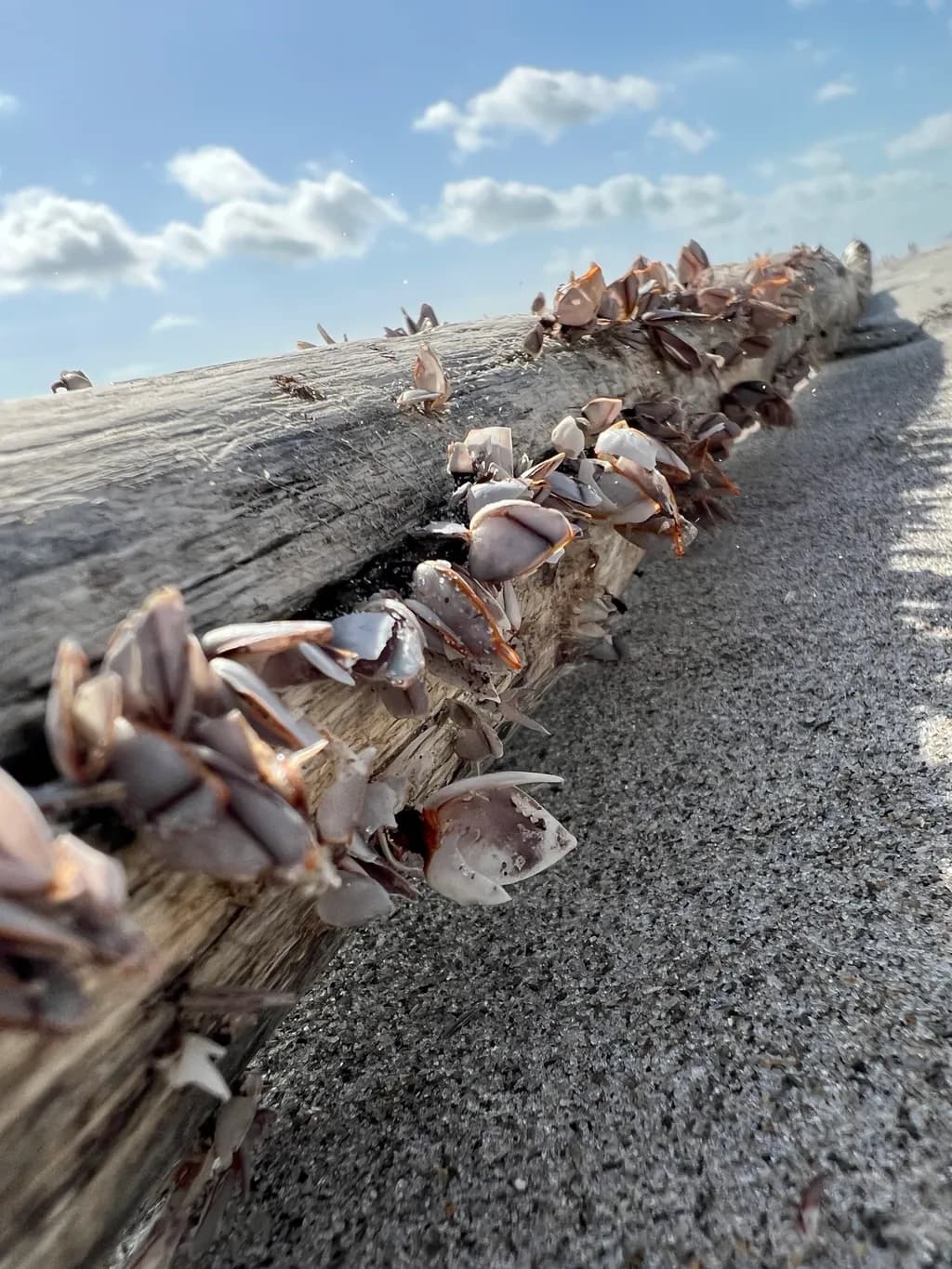 Driftwood Haven