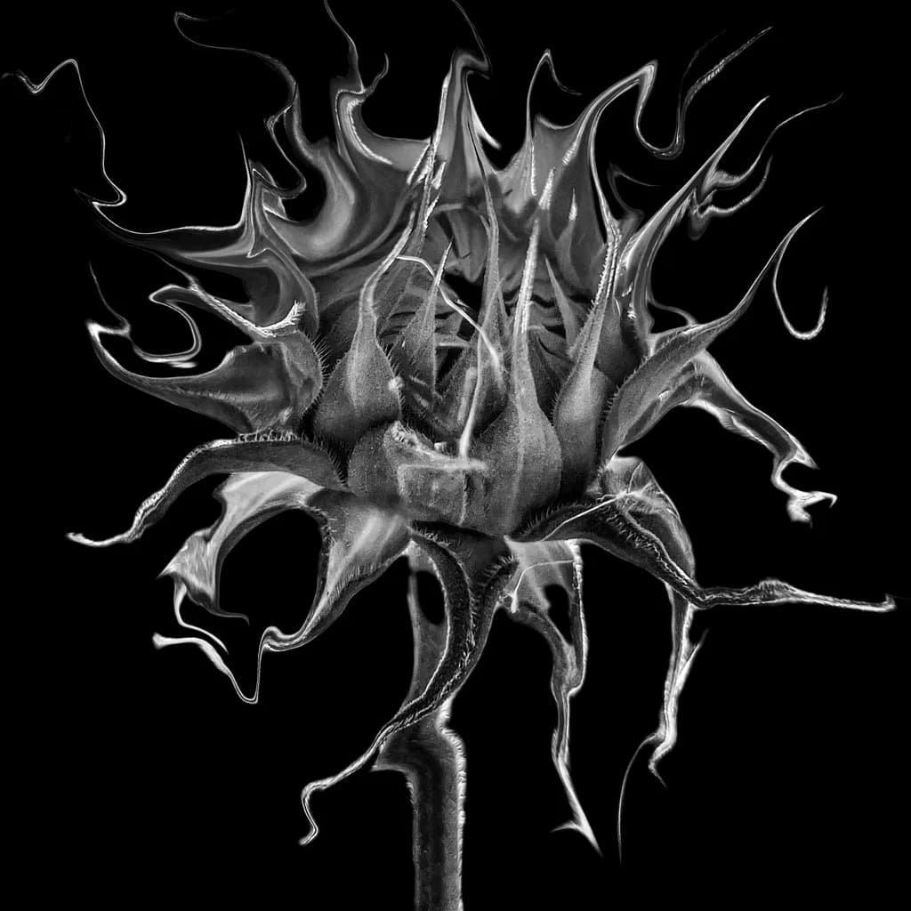 Flame Blossom