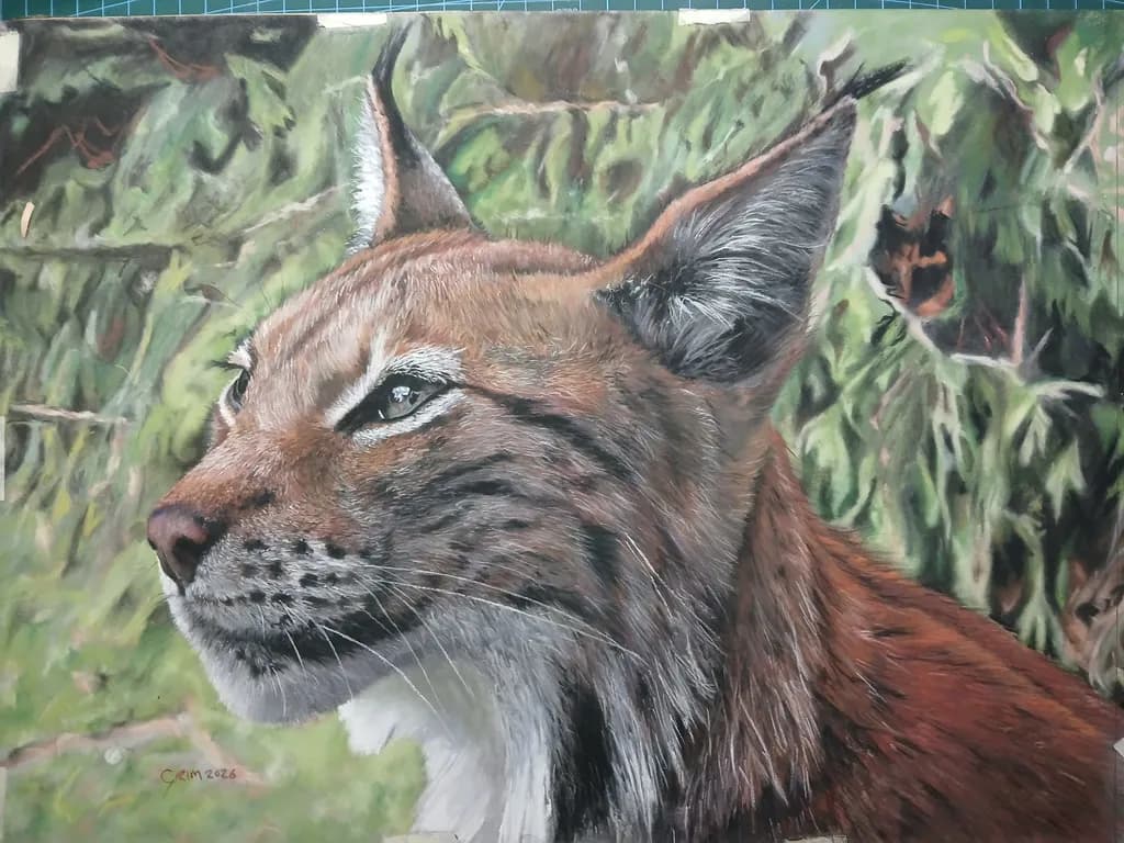 Focused Lynx