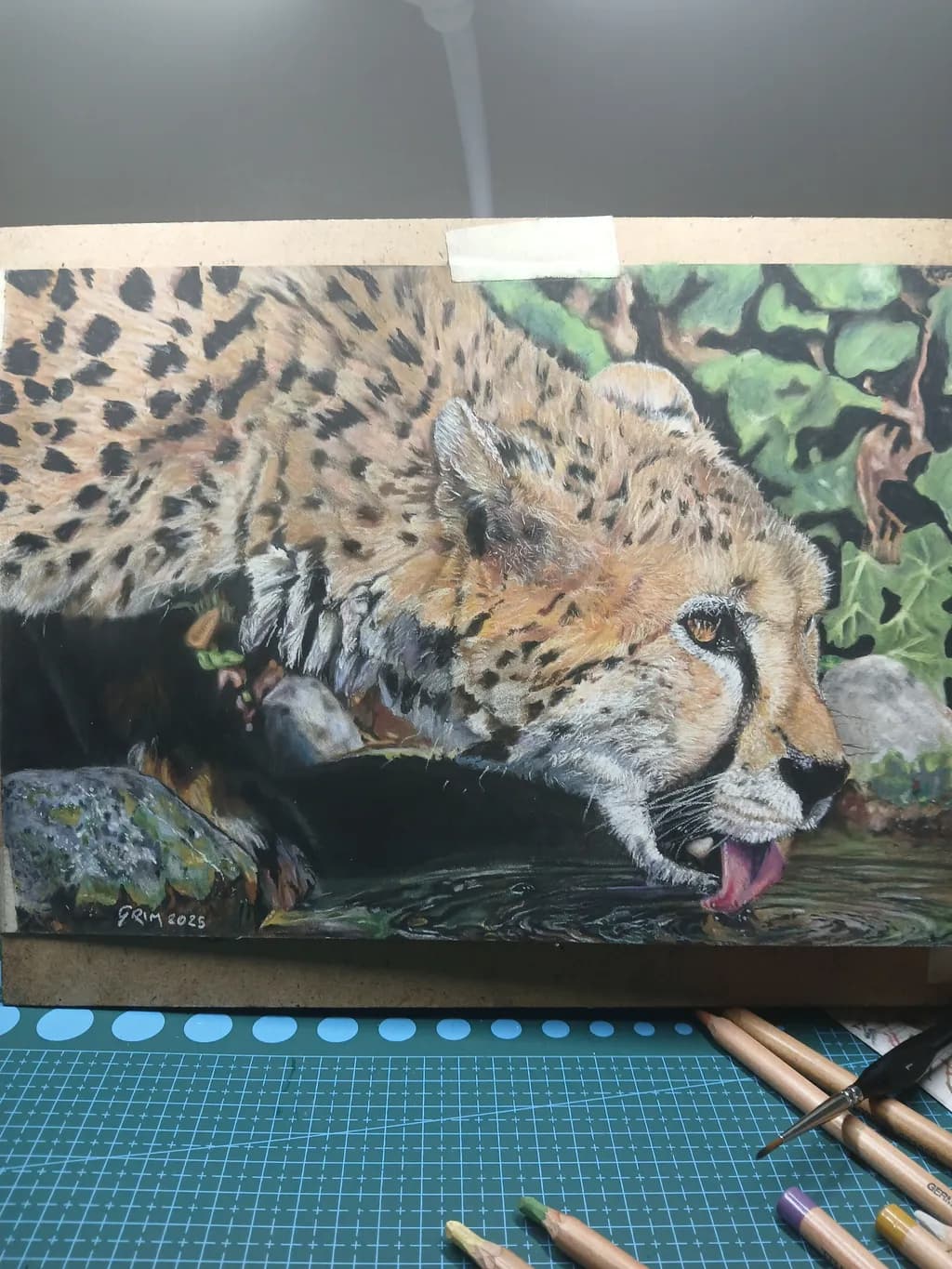 Cheetah Reflection