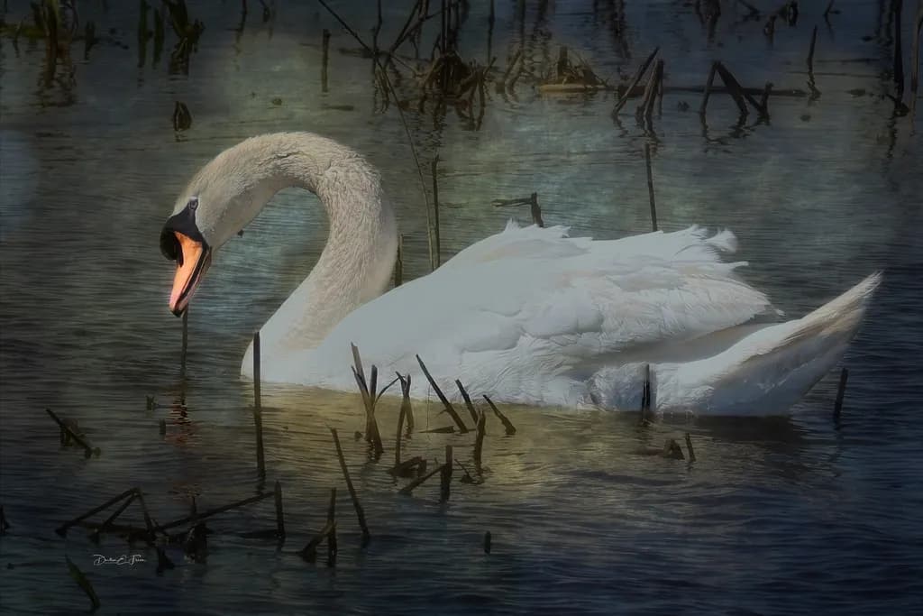 Mute Swan Serenity