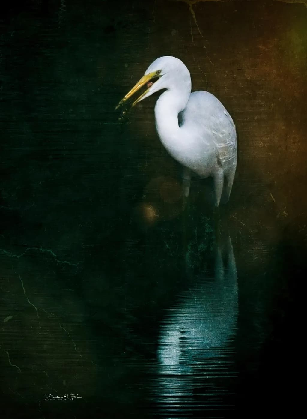 Egret Reflection