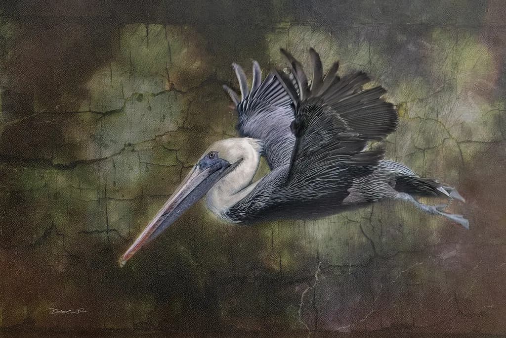 Pelican in Flight