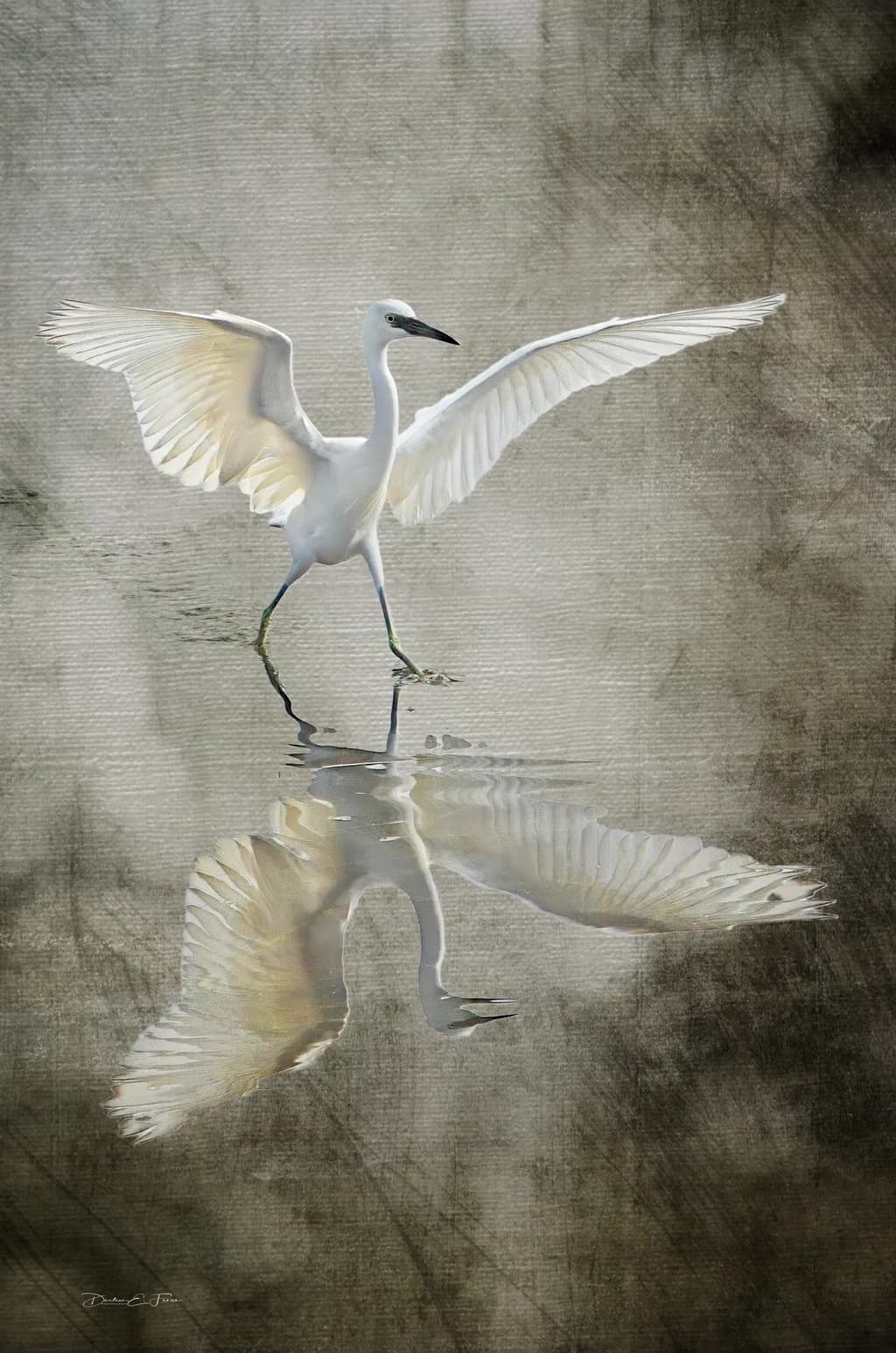 Egret in Flight