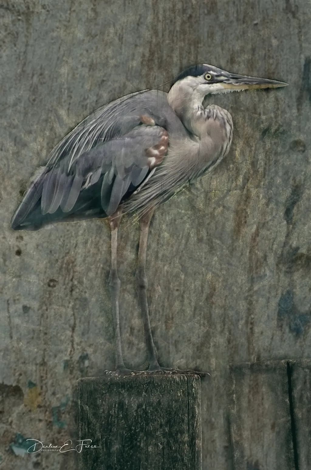 Perched Heron