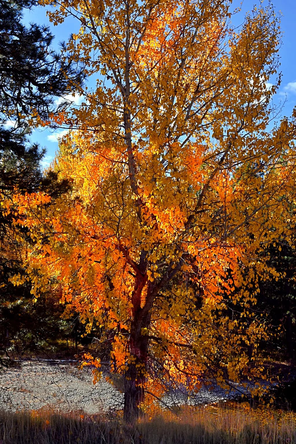Golden Canopy