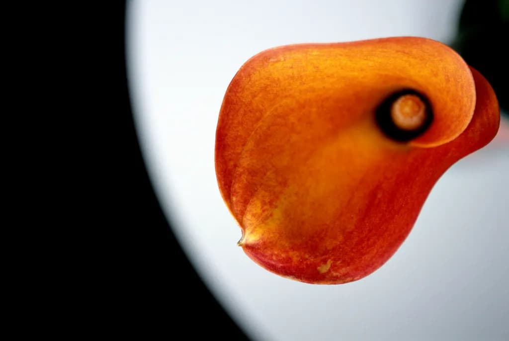 Crimson Calla