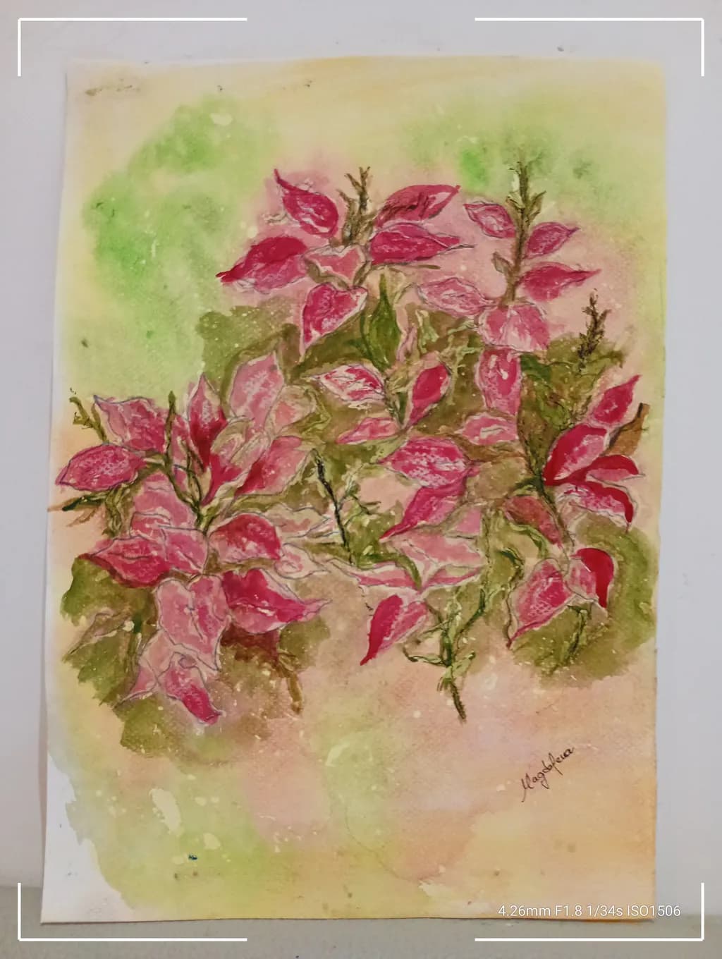 Poinsettia pink Leaves Garden