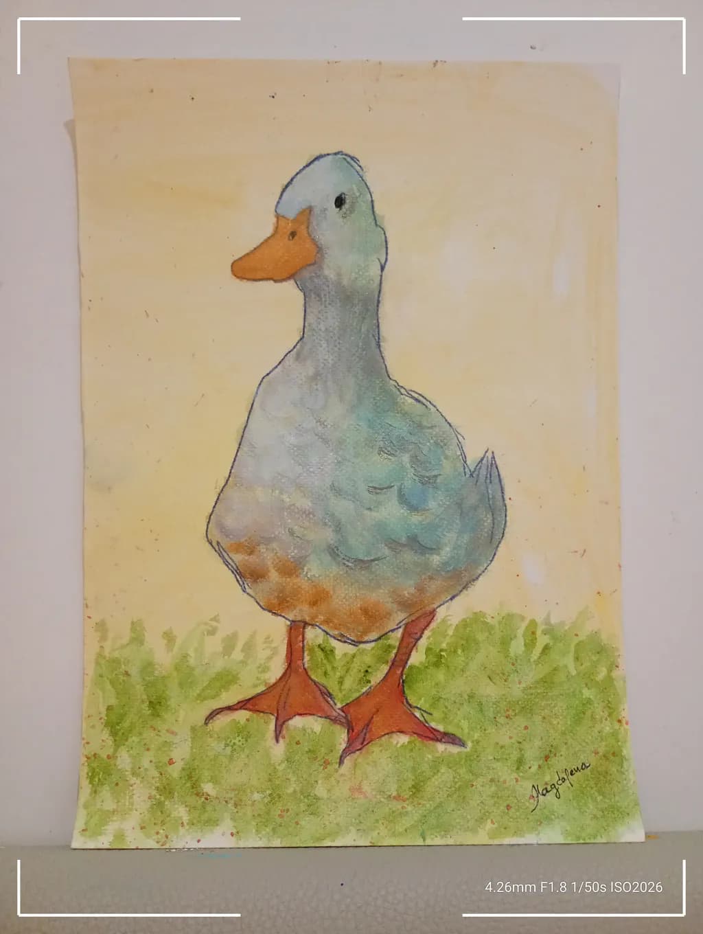Golden Meadow Duck