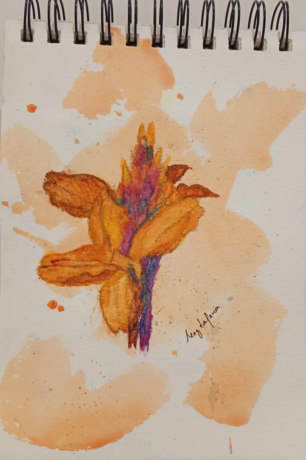 Canna flower study 