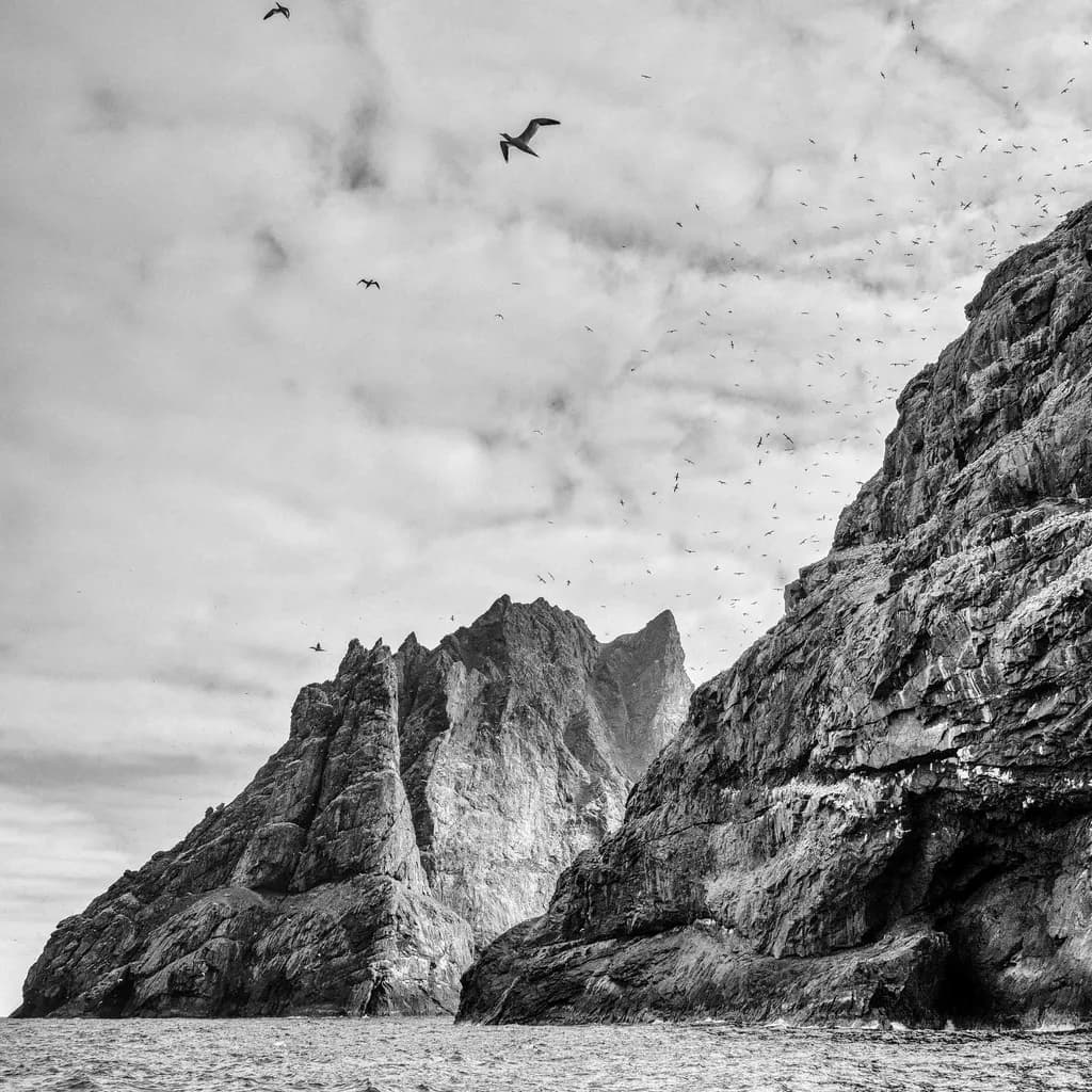 Whispers of the Wild: A Monochrome Dance of Mountains and Birds