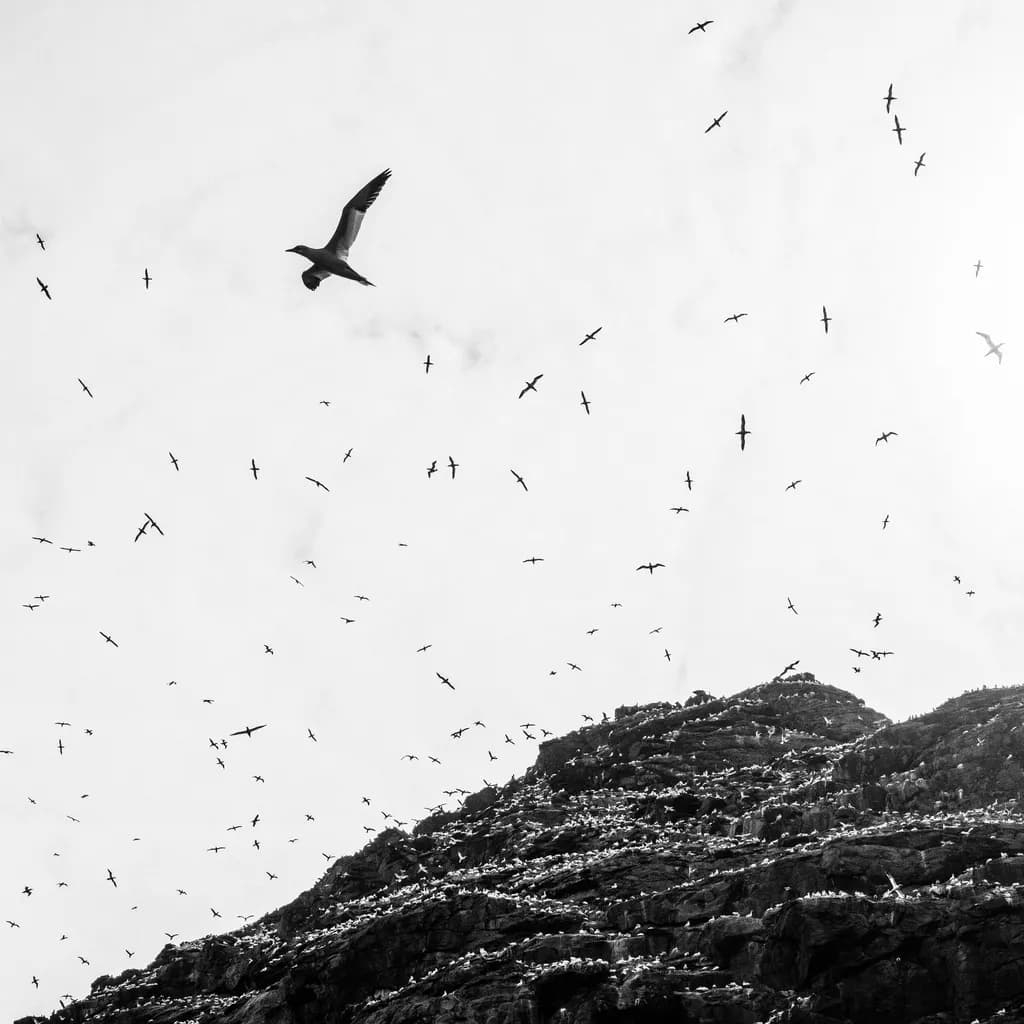 Whispers of the Sky: A Dance of Seabirds Over Rocky Heights