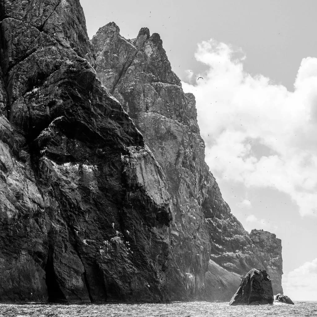 Majestic Monochrome: The Silent Guardians of the Sea Cliffs