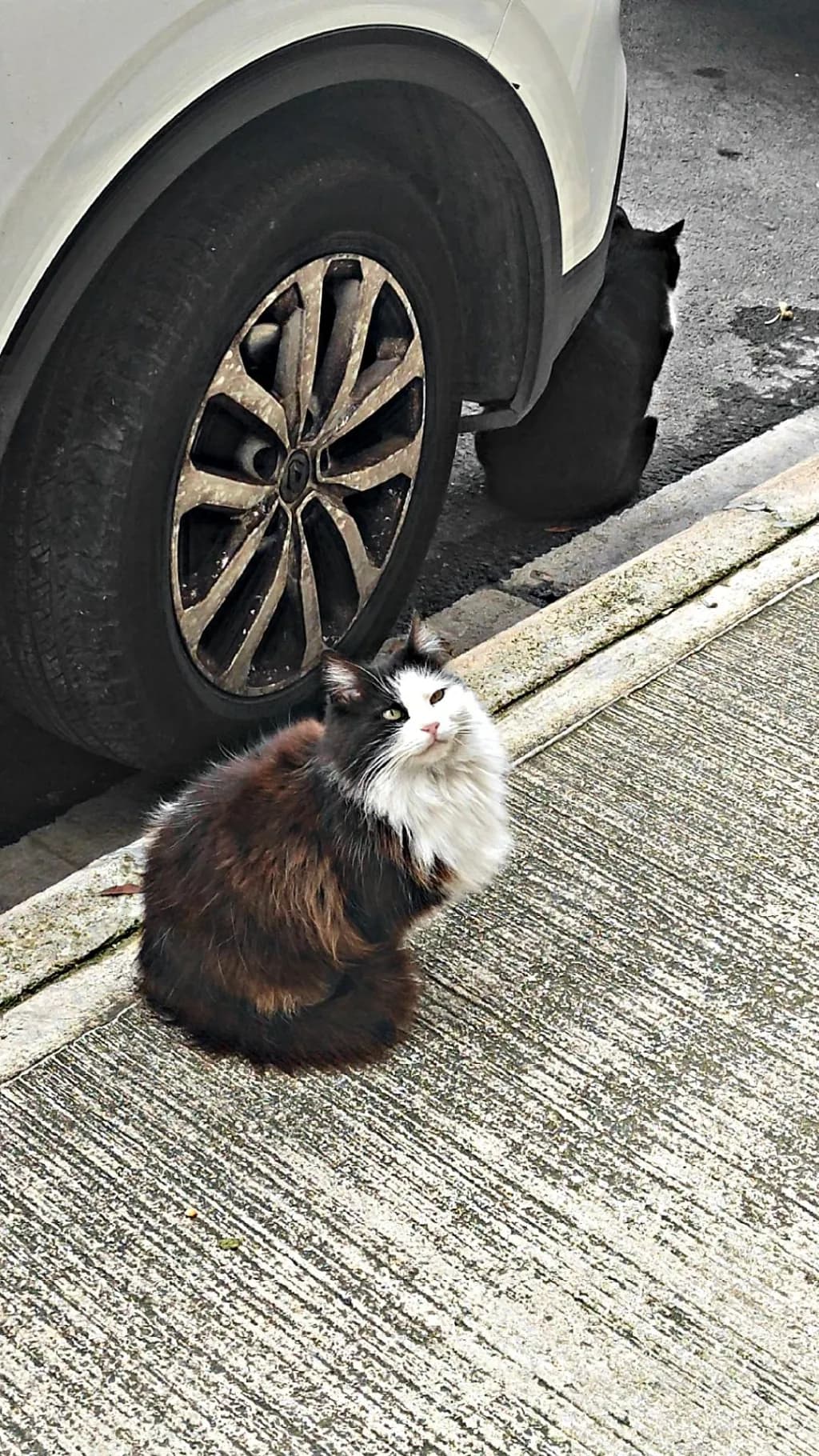 Whiskered Wanderer: A Stray Cat's Curious Gaze Amidst Urban Shadows