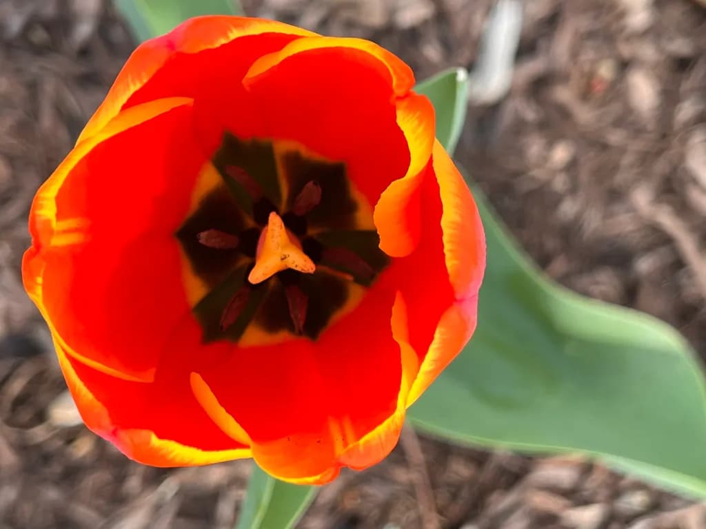 Flaming Tulip Bloom
