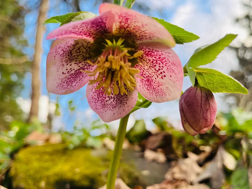 Speckled Bloom