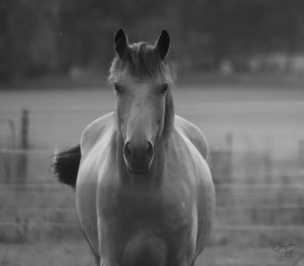 Horse in Pasture