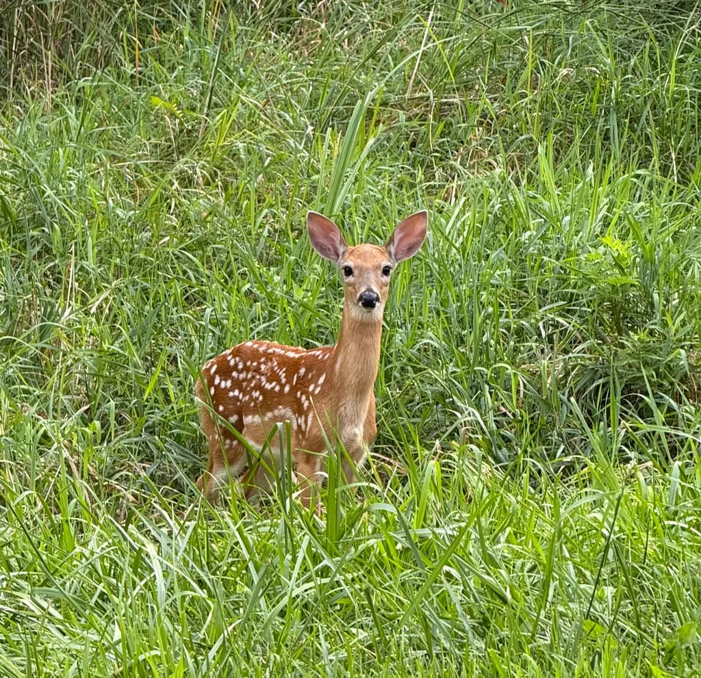 Fawn in Grass